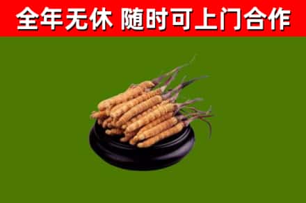 望江烟酒回收冬虫夏草.jpg