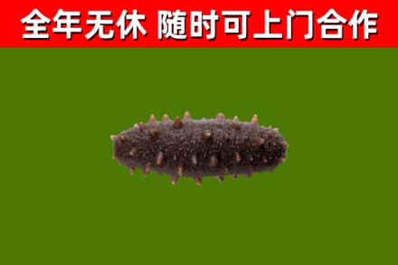 望江烟酒回收干海参.jpg